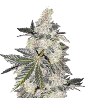 1746691175066.png