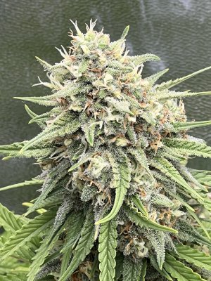 IMG_6898.jpeg