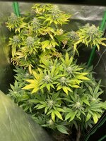 IMG_3556.jpeg
