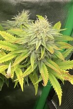 IMG_3571.jpeg