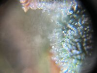 IMG_6692.jpeg