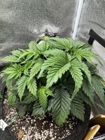 IMG_6378.jpeg