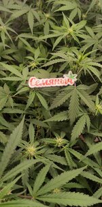 В Добрый Путь Товарищи 🌱!!!