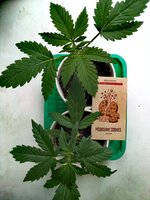 Moonshine Cookies Auto