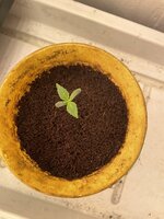 IMG_5191.jpeg