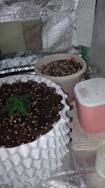 1000132771.jpg