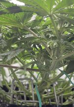 IMG_2972.jpeg