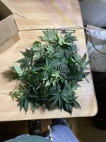 IMG_5484.jpeg