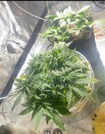IMG_7305.jpeg
