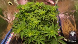 2026-10-08_aya-01_veg-w07d52_canopy_03.jpg