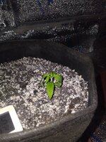 IMG_20261011_115731.jpg