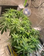 IMG_7435.jpeg