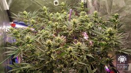 2026-10-24_aya-01_flo-w10d68_canopy_01.jpg