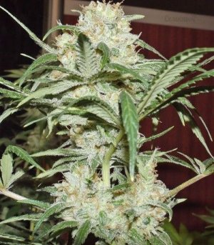super lemon haze семяныч.jpg super lemon haze семяныч.jpg