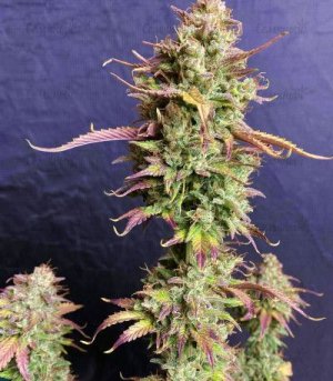 Six Shooter Auto Fast Buds.jpg Six Shooter Auto Fast Buds.jpg