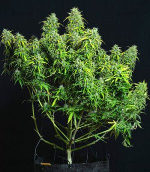 Lemo AK Fast Buds.jpg Lemo AK Fast Buds.jpg