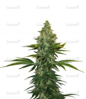 liberty haze.jpg liberty haze.jpg