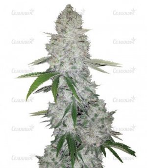 Gorilla-Glue-Auto.jpg
