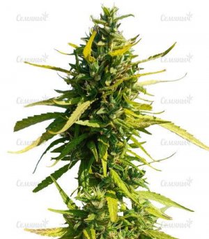 sort-lemon-cake-auto.jpg
