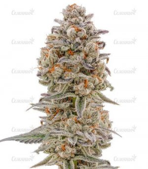sort-purple-punch-auto.jpg
