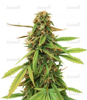 strain-Auto-Amnesia-Lemon.jpg