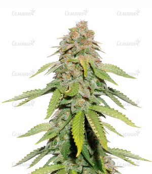 sort-Monster-Moby-fem-monster-genetic-seeds__0aRsrO3iMVpWKdLM.jpg