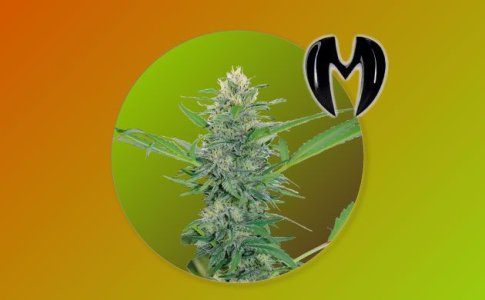 Сорт Bruce Banner Auto Monster Genetics Сорт Bruce Banner Auto Monster Genetics