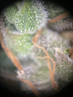 IMG_0527.jpeg