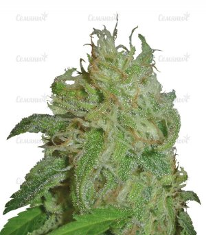 sort_SWEET_BLACK_ANGEL_samsara_seeds__Cn76TVlODsF34w6F.jpg sort_SWEET_BLACK_ANGEL_samsara_seeds__Cn76TVlODsF34w6F.jpg