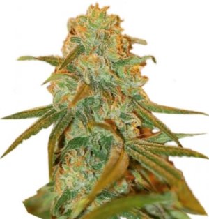 lemon skunk.jpg lemon skunk.jpg