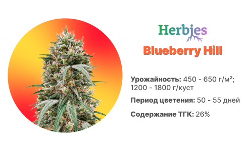 Blueberry Hill