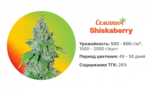 Shishkaberry Shishkaberry