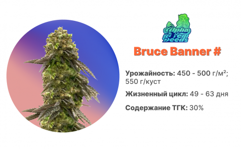 Bruce Banner #