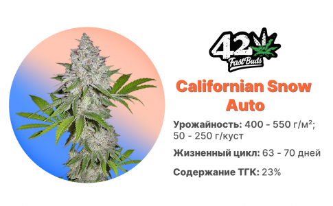 Californian Snow Auto Californian Snow Auto