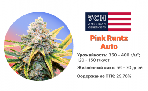 Pink Runtz Auto Pink Runtz Auto