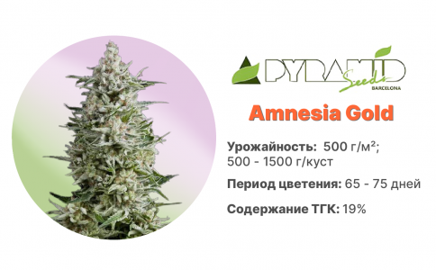 Amnesia Gold Amnesia Gold