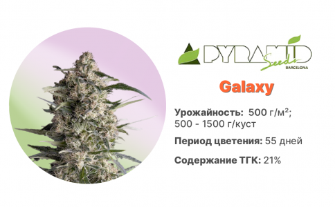 Galaxy Galaxy