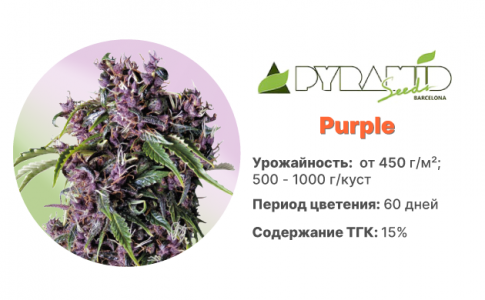Purple Purple