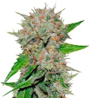deep mandarine.jpg