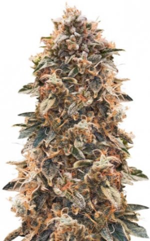 super glue auto.jpg