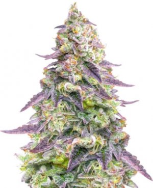 9 pound hammer auto.jpg