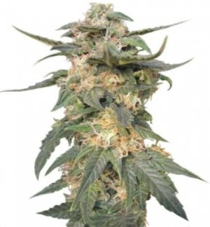 royal haze auto.jpg