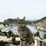 Кабанчик Раста