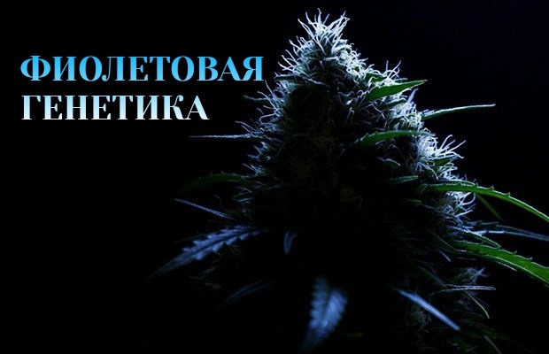 telegra.ph